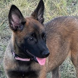 Adorable dark mask Malinois female - Red sable female Belgian Malinois puppy in Irmo, Texas from Kaizen Ruach Malinois
