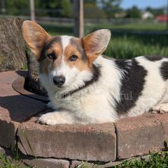 Fancy - Blue female Pembroke Welsh Corgi puppy in Garrett, Indiana from Chloe's Colorful Corgis