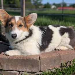 Fancy - Blue female Pembroke Welsh Corgi puppy in Garrett, Indiana from Chloe's Colorful Corgis