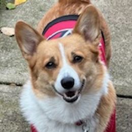 Pembroke Welsh Corgis from Legacy Woods Corgis