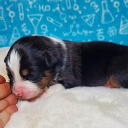 Carmen - Black tri-color female Australian Shepherd puppy in Olympia, Washington from Echelon Australian Shepherds