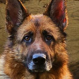 German Shepherds from Beau Ideal German Shepherds