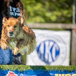 Maximus - Golden Retriever