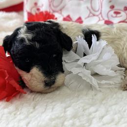 Lucy - Black and white Party - Parti female Poodle puppy in Canfield, Ohio from Poo's Doo's & Inu's