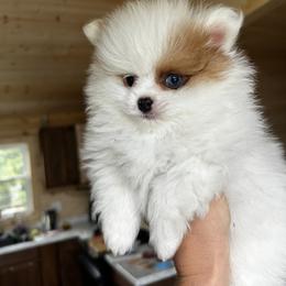 Spot - Beaver male Pomeranian puppy in Grain Valley, Missouri from Doc’s Little Poms
