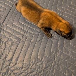 Boy 5 - Mahogany male Belgian Malinois puppy in Paynes Corner, Virginia from Von-Zito Belgian Malinois
