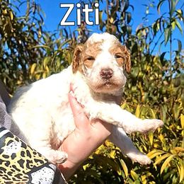 Ziti - Poodle puppy from Nine Pines Poodles
