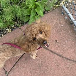 Lacy - Poodle