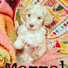 Merrel - Caramel ice female Australian Labradoodle puppy in Decatur, Alabama from Southern Meadows Doodles