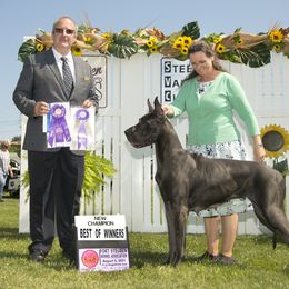 Great Dane All Grown Up from River Rock Danes