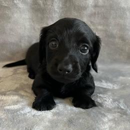 Jasper - Black male Dachshund puppy in Ocala, Florida from Weenie Boops