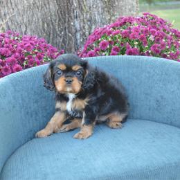 Lady May - Black and tan female Cavalier King Charles Spaniel puppy in Resaca, Georgia from Freeman's Royal Cavaliers