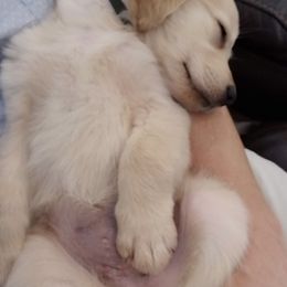 French Bulldog, Goldendoodle, and Golden Retriever Puppies from Crystal Coast Kennels, LLC