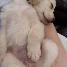 French Bulldog, Goldendoodle, and Golden Retriever Puppies from Crystal Coast Kennels, LLC