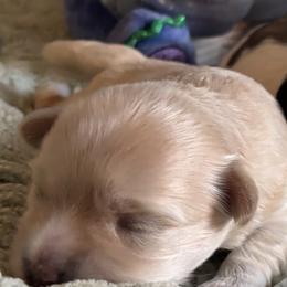 Bloom - White female Coton de Tulear puppy in Freeport, Texas from H❤️PE COTONS