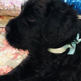 Washington - Black male Black Russian Terrier puppy in Burnsville, North Carolina from Gentle Power