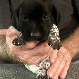 Quill - Black and white female German Shorthaired Pointer puppy in Topeka, Kansas from Autumn Prairie Kennel