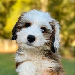 Isle - Sable female Bernedoodle puppy in Russellville, Arkansas from Crossgate Doodles