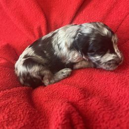 Boy 1 - Blue merle male Sheepadoodle puppy in Buford, Georgia from Guppy Puppies