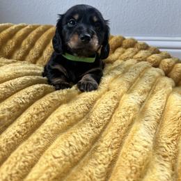 Yoshi - Black and tan male Dachshund puppy in Meridian, Id 83646 3658, Idaho from Boise Best Mini Dachshunds