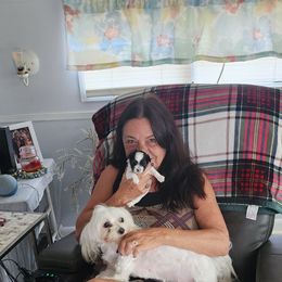 Morkie Puppies from My Precious Pups