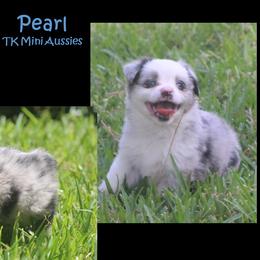 Miniature Australian Shepherd and Toy Australian Shepherd Puppies from TK Mini Aussies
