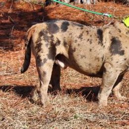 Alapaha Blue Blood Bulldog All Grown Up from Chop Top Alapahas