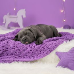 Sage - Gray brindle female Cane Corso puppy in Hampstead, New Hampshire from Durgin Hollow