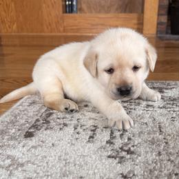 Bailey - Yellow male Labrador Retriever puppy in Tekonsha, Michigan from Asher Acres Labs