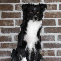 Pistol - Miniature American Shepherd