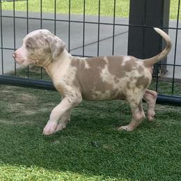 Brown collar male - Blue merle male Catahoula Leopard Dog puppy in Gadsden, Alabama from Rich Cat’s