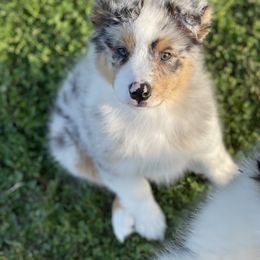 Australian Shepherd Puppies from Ausdauer Australian Shepherds