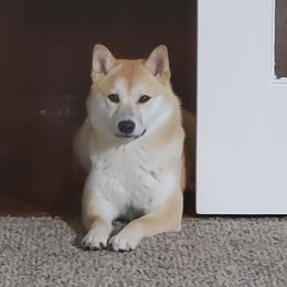 Alpina - Shiba Inu