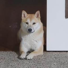 Alpina - Shiba Inu