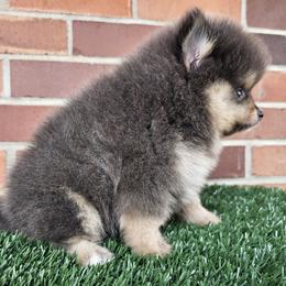 Pomeranian Puppies from Imperial Pomeranians