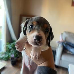 Spot - Dapple male Dachshund puppy in Yuba City, California from The Navarro Furbabies