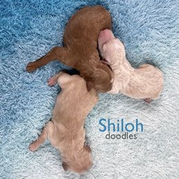 Aussiedoodles and Goldendoodles from Shiloh Doodles
