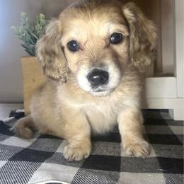 Female - Cream female Dachshund puppy in Wylie, Texas from Karas Royal Dachshunds