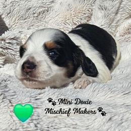 Robin - Piebald male Dachshund puppy in Leesburg, Florida from Mini Doxie Mischief Makers