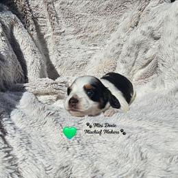 Robin - Piebald male Dachshund puppy in Leesburg, Florida from Mini Doxie Mischief Makers