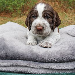 Patsy - Liver white and roan female English Springer Spaniel puppy in Ocoee, Tennessee from Ocoee Mountain Springers