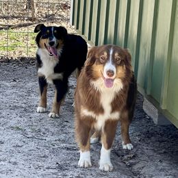 Australian Shepherds and Toy Australian Shepherds from Piney Oak Aussies