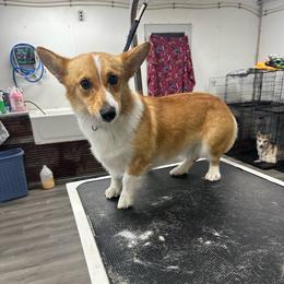 Chica Bean - Pembroke Welsh Corgi
