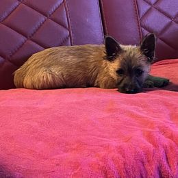 Cairn Terrier Puppies from Shining Waters Farm