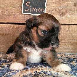 Simon - Brown male Lhasa Apso puppy in Jefferson, New York from Absolute Lhasa Love