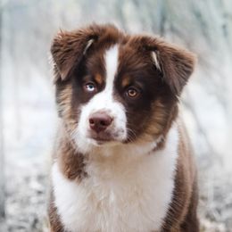 River - Miniature American Shepherd
