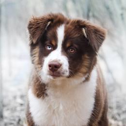 River - Miniature American Shepherd