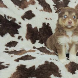 Rey - Red tri-color Australian Shepherd puppy in Amarillo, Texas from Luna’s Mini Aussies