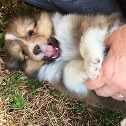 Shetland Sheepdog Puppies from September Morning Shelties