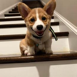 American Corgi, Pembroke Welsh Corgi, and Yorkshire Terrier Puppies from Ingram's Corgis & Yorkies